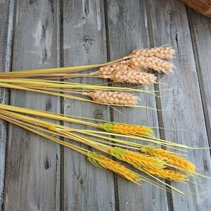 6b48006ec28b2263e928f04c85l8--materialy-dlya-tvorchestva-kolosya-iskusstvennye