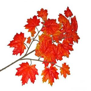 mulyag-rasteniya-021